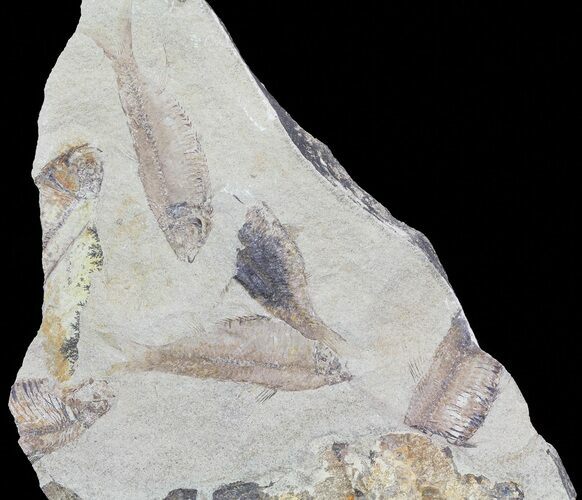 Fossil Fish (Gosiutichthys) Mortality Plate - Lake Gosiute #68420